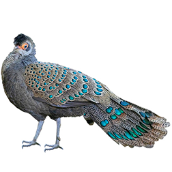 Peacock-Pheasants